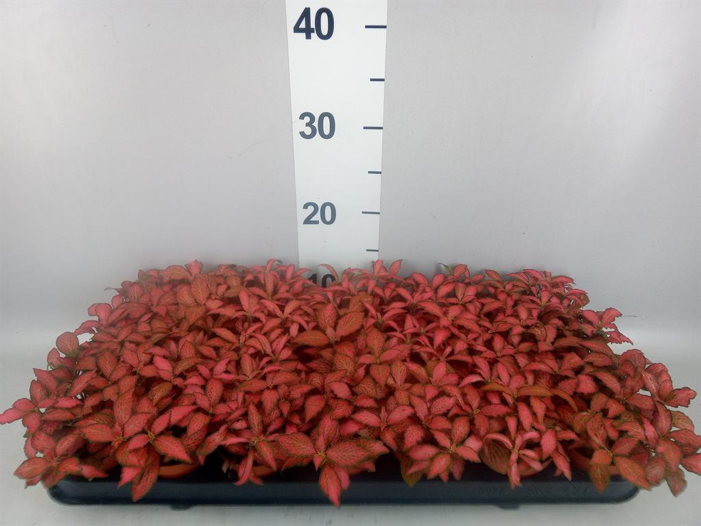 Горшечные цветы и растения оптом Fittonia Verschaf. forest Flame от 21шт (для телеги) из Голландии с доставкой по России