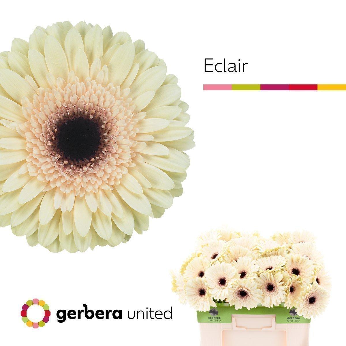 Срезанные цветы оптом Gerbera eclair от 50шт из Голландии с доставкой по России