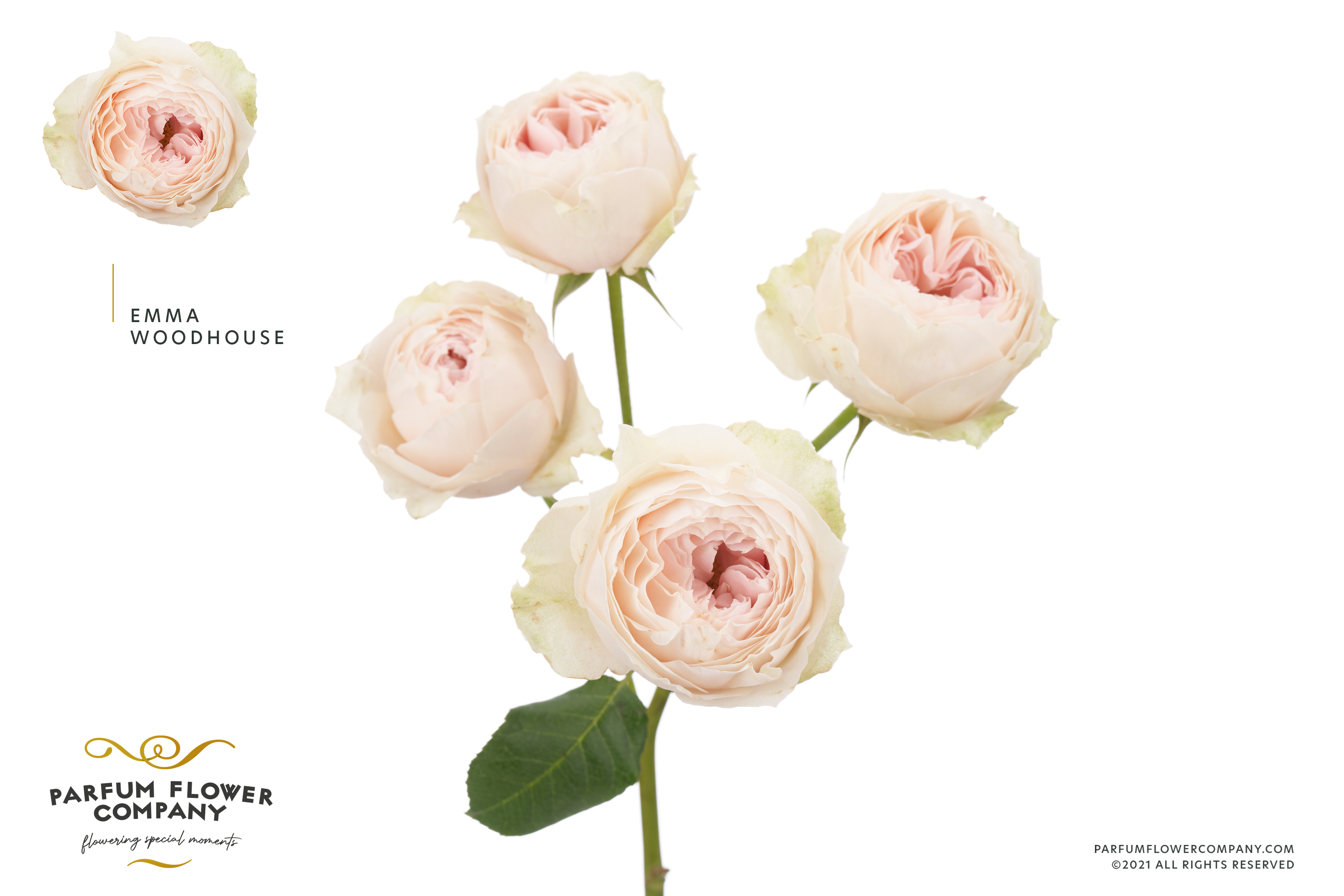 Срезанные цветы оптом Rosa spray garden emma woodhouse от 12шт из Голландии с доставкой по России