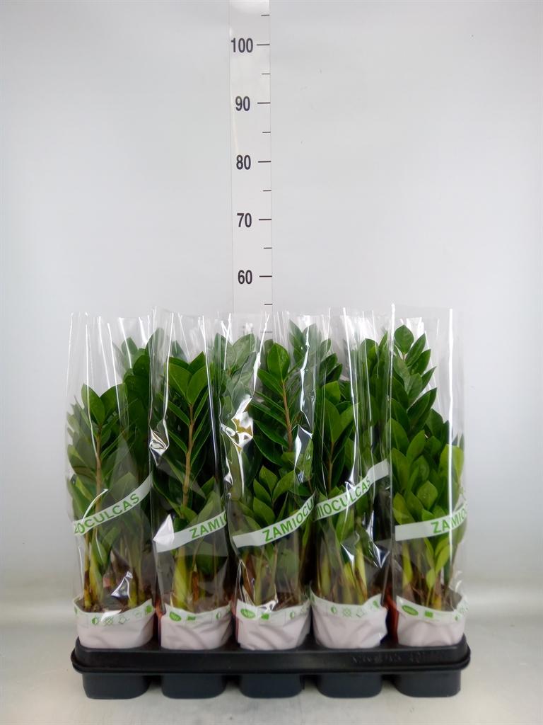 Горшечные цветы и растения оптом Zamioculcas Zamiifolia от 10шт из Голландии с доставкой по России