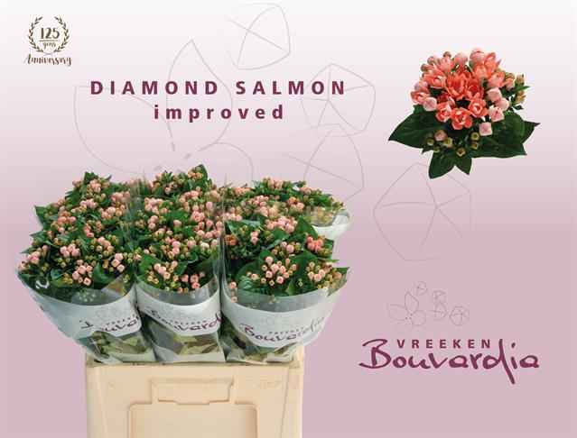 Срезанные цветы оптом Bouvardia do diamond salmon improved от 80шт из Голландии с доставкой по России
