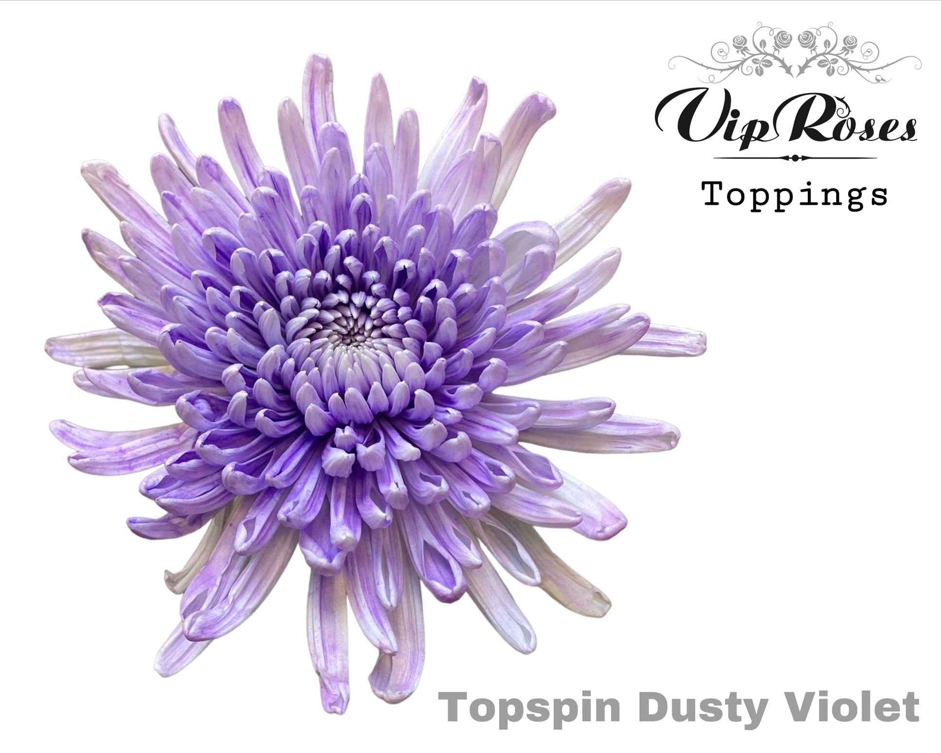 Срезанные цветы оптом Chrys bl paint topspin dusty violet от 20шт из Голландии с доставкой по России