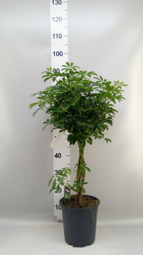 Горшечные цветы и растения оптом Schefflera Arbor. luseana от 1шт из Голландии с доставкой по России