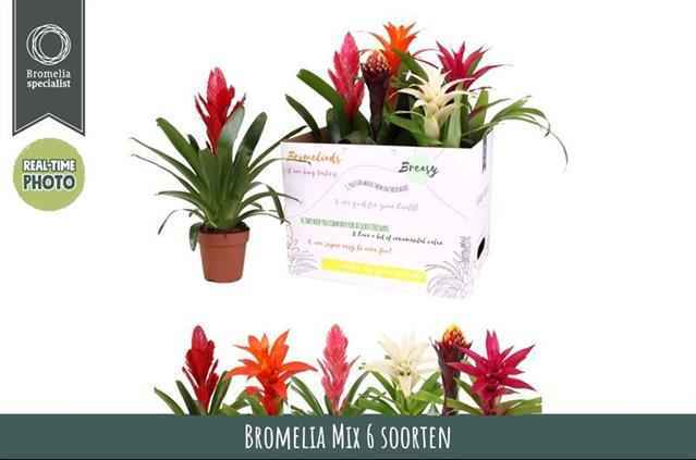 Горшечные цветы и растения оптом Bromelia Gem 6 Srt от 6шт из Голландии с доставкой по России