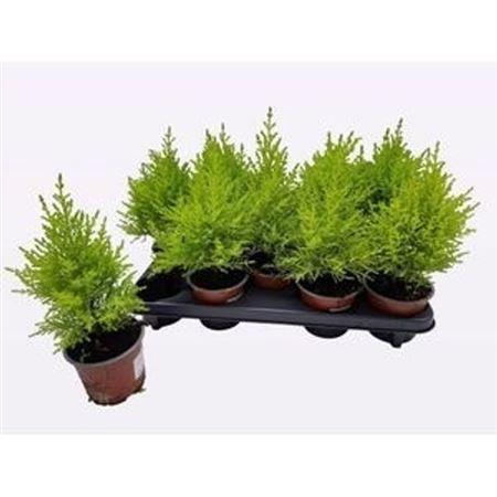 Горшечные цветы и растения оптом Cupressus Goldcrest Wilma Budget от 9шт из Голландии с доставкой по России