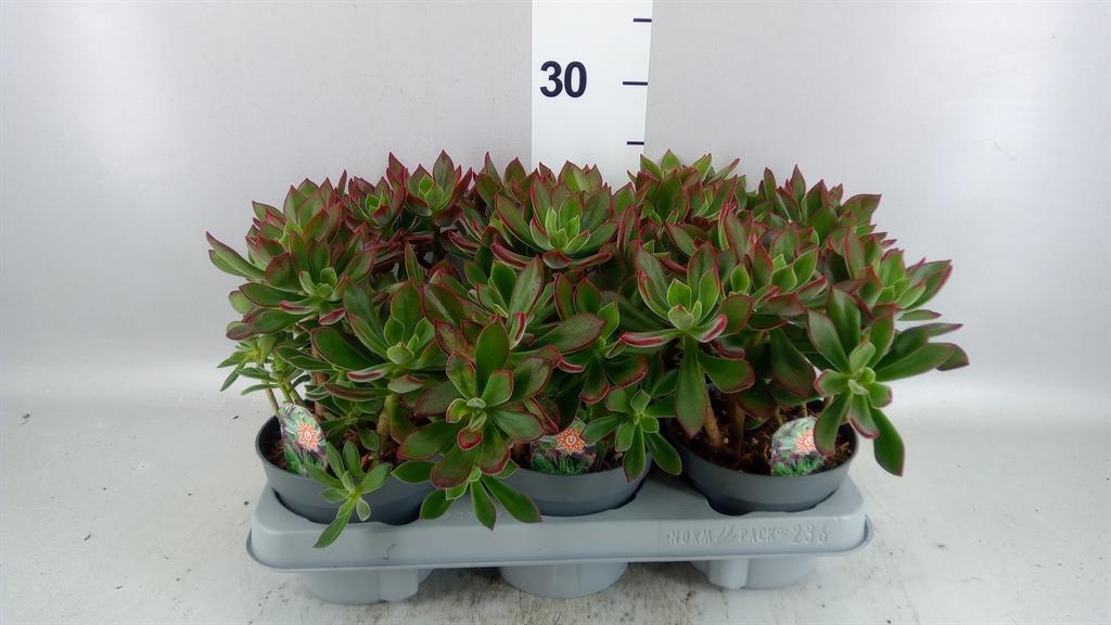 Горшечные цветы и растения оптом Echeveria Pulvinata devotion от 6шт из Голландии с доставкой по России