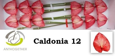 Срезанные цветы оптом Anthurium caldonia от 12шт из Голландии с доставкой по России