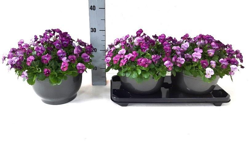 Горшечные цветы и растения оптом Vio Co Em Pink от 2шт из Голландии с доставкой по России