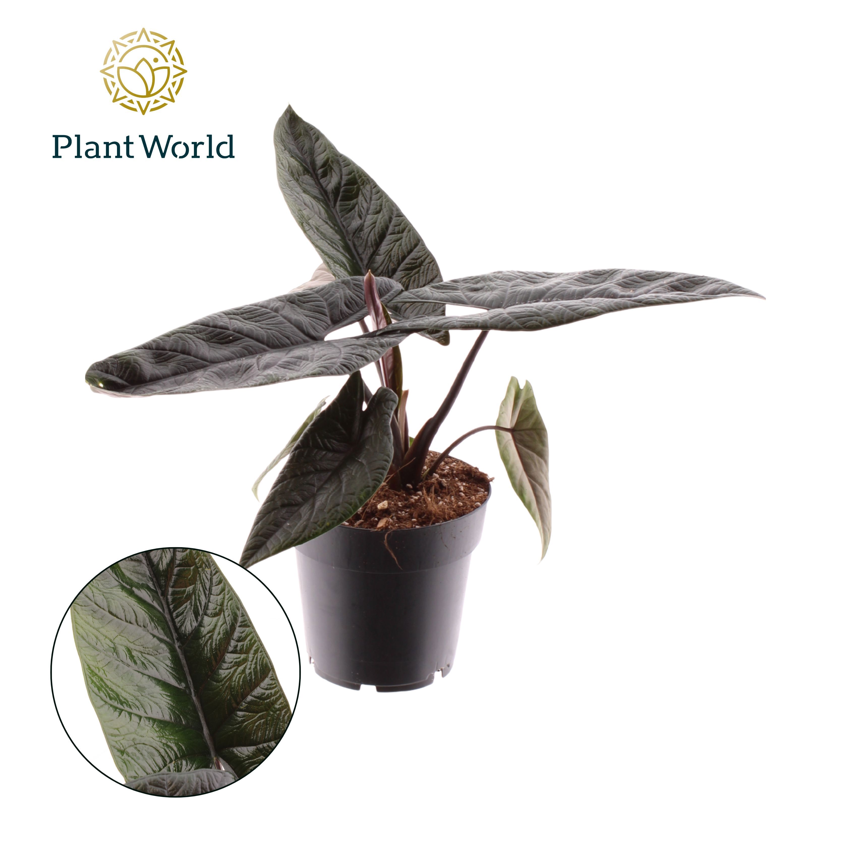 Горшечные цветы и растения оптом Alocasia Scalprum от 7шт (для телеги) из Голландии с доставкой по России