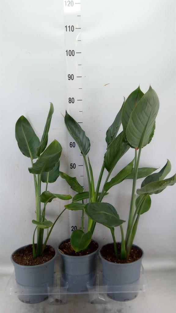 Горшечные цветы и растения оптом Strelitzia Reg. от 3шт из Голландии с доставкой по России