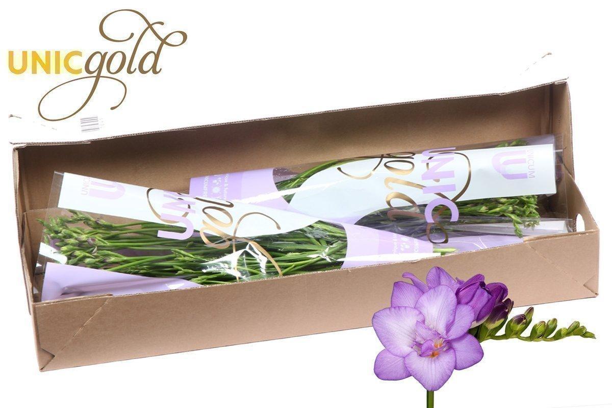 Срезанные цветы оптом Freesia do biscaya от 100шт из Голландии с доставкой по России