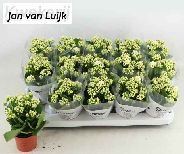 Горшечные цветы и растения оптом Kal Ge Rf Sia от 15шт из Голландии с доставкой по России