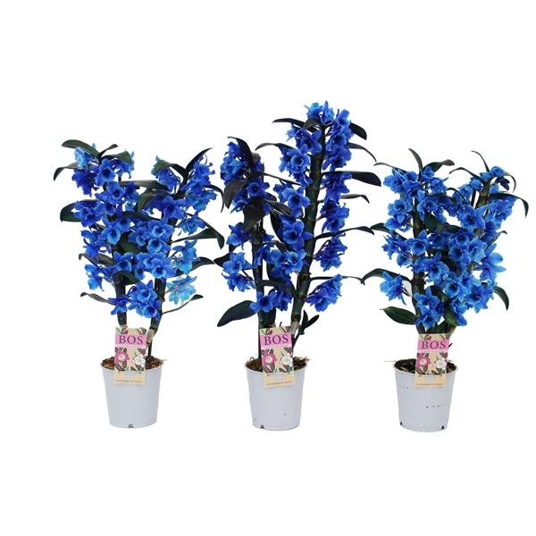 Горшечные цветы и растения оптом Dendr Nob 2st Painted Blue (injected) от 6шт из Голландии с доставкой по России