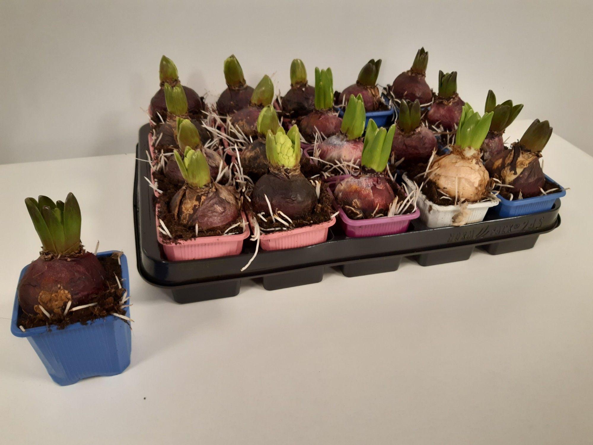 Горшечные цветы и растения оптом Hyacinthus Mix от 24шт (для телеги) из Голландии с доставкой по России