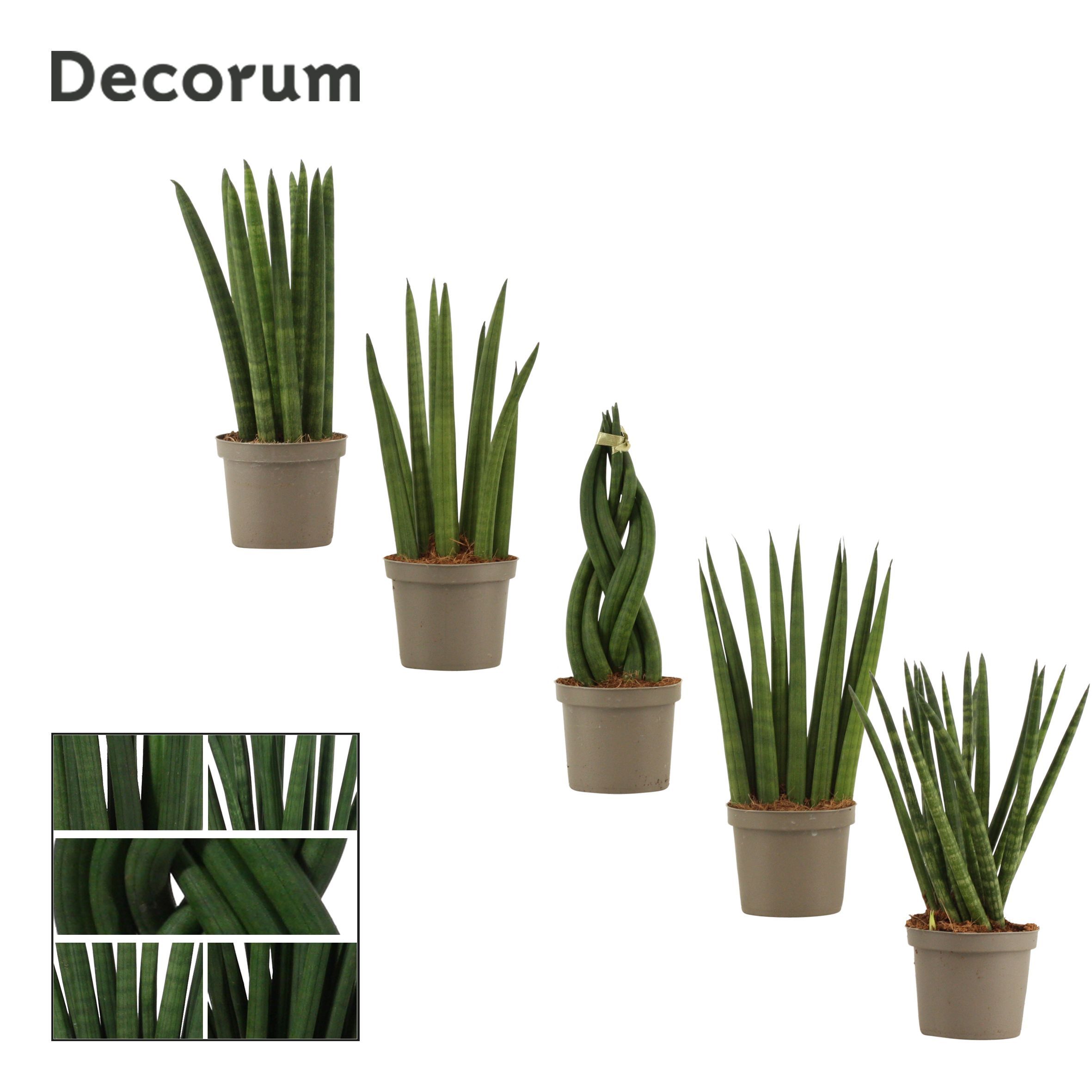 Горшечные цветы и растения оптом Sansevieria Cylindrica Mix (decorum) от 18шт (для телеги) из Голландии с доставкой по России