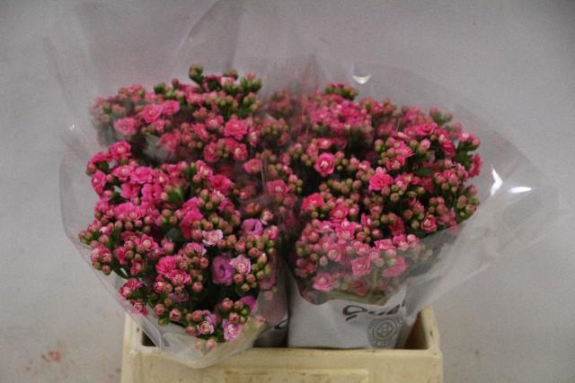 Срезанные цветы оптом Kalanchoe sensual pink meadow A от 100шт из Голландии с доставкой по России