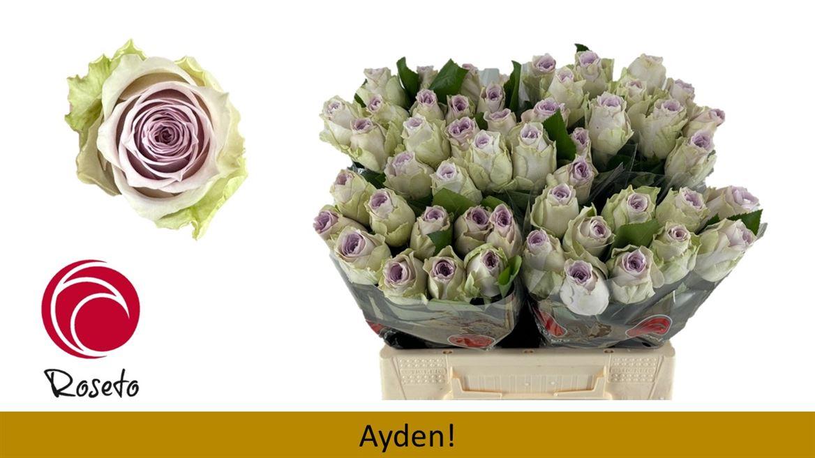 Срезанные цветы оптом Rosa large ayden! от 50шт из Голландии с доставкой по России