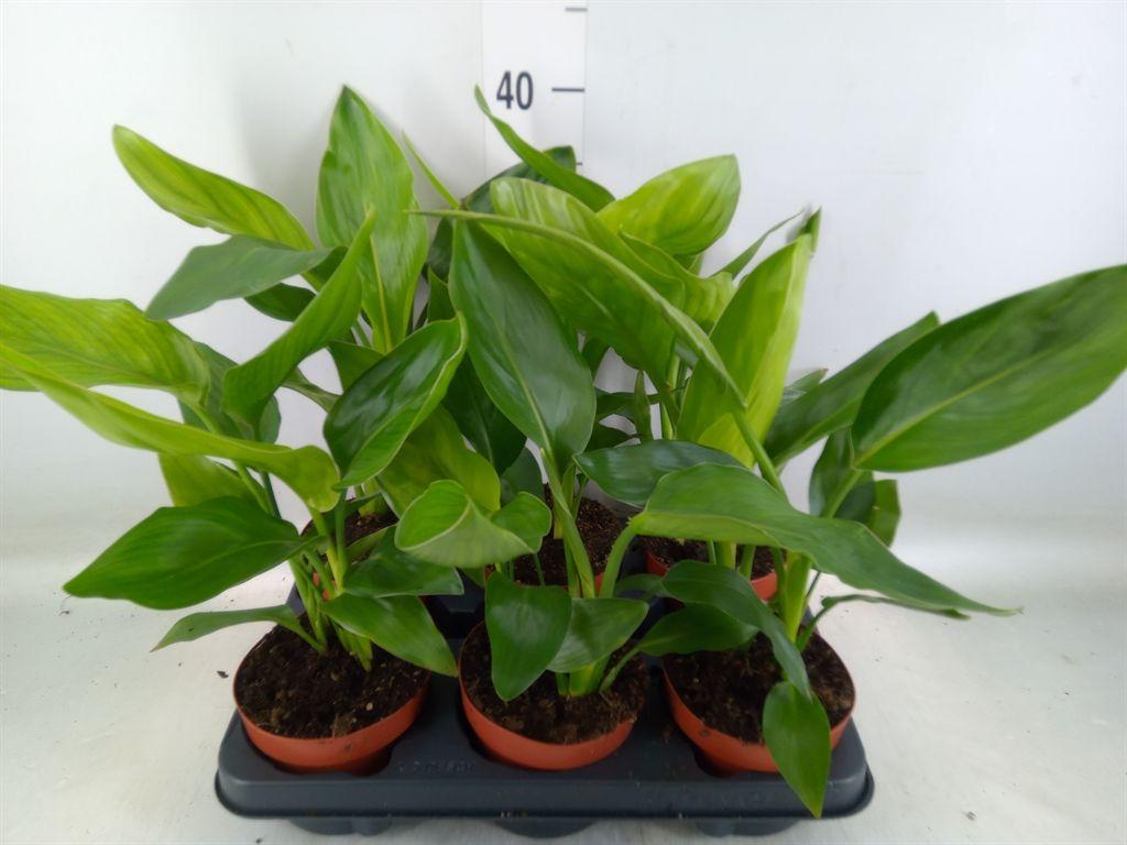 Горшечные цветы и растения оптом Strelitzia Reg.   ...no Flowers от 6шт из Голландии с доставкой по России