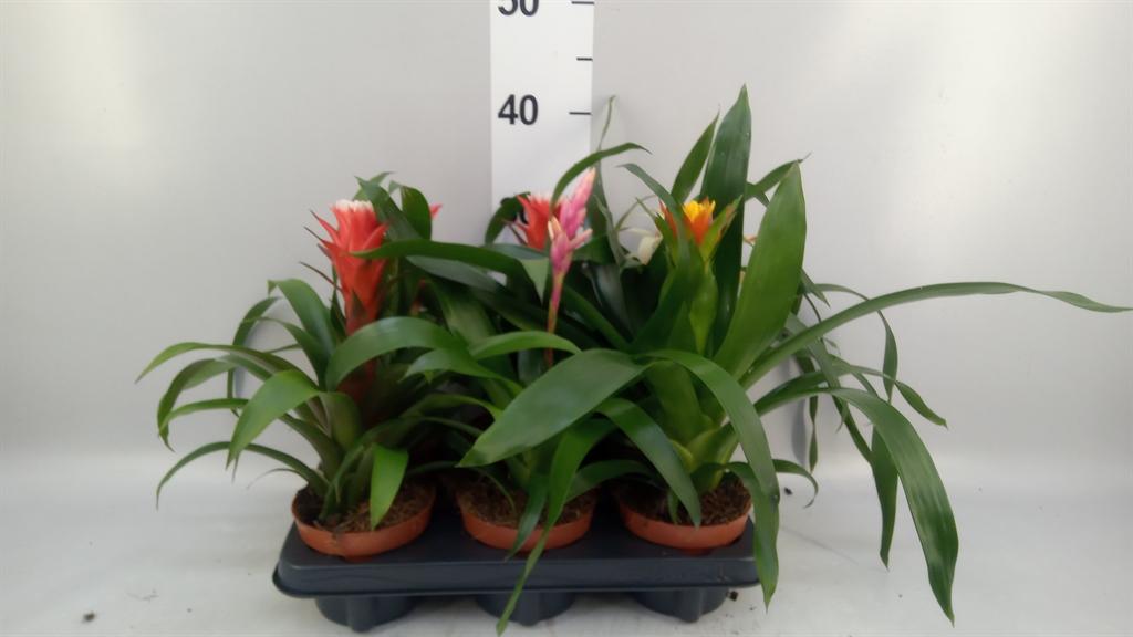 Горшечные цветы и растения оптом Bromelia ...mix от 6шт из Голландии с доставкой по России