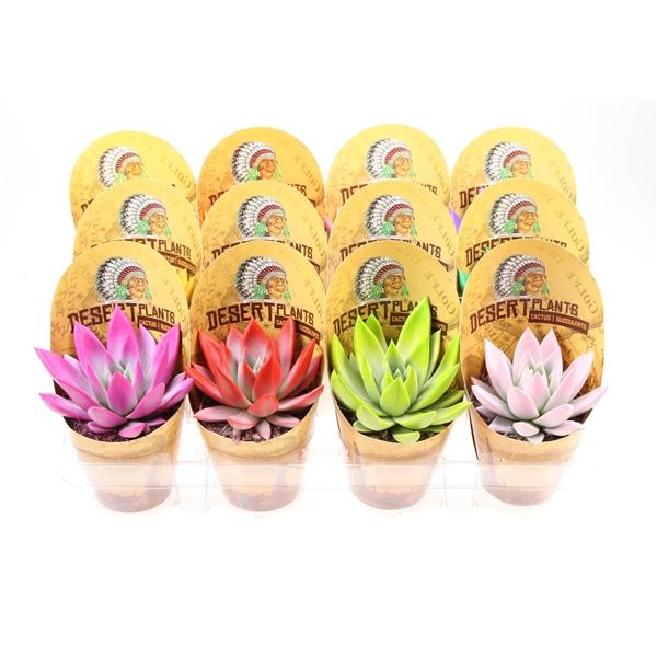 Горшечные цветы и растения оптом Echeveria Rainbow Mix Indian Cover от 12шт (для телеги) из Голландии с доставкой по России