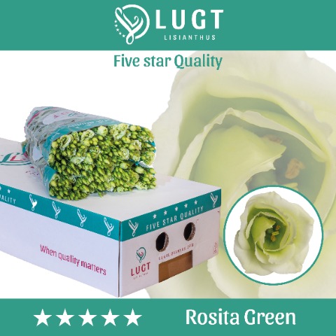 Срезанные цветы оптом Lisianthus do rosita green от 140шт из Голландии с доставкой по России