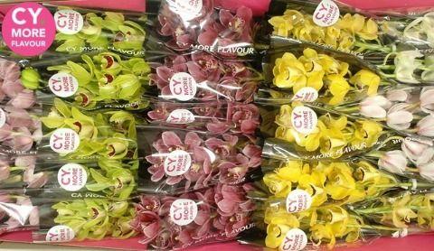 Срезанные цветы оптом Minicymbidium mix от 25шт. из Голландии с доставкой по России