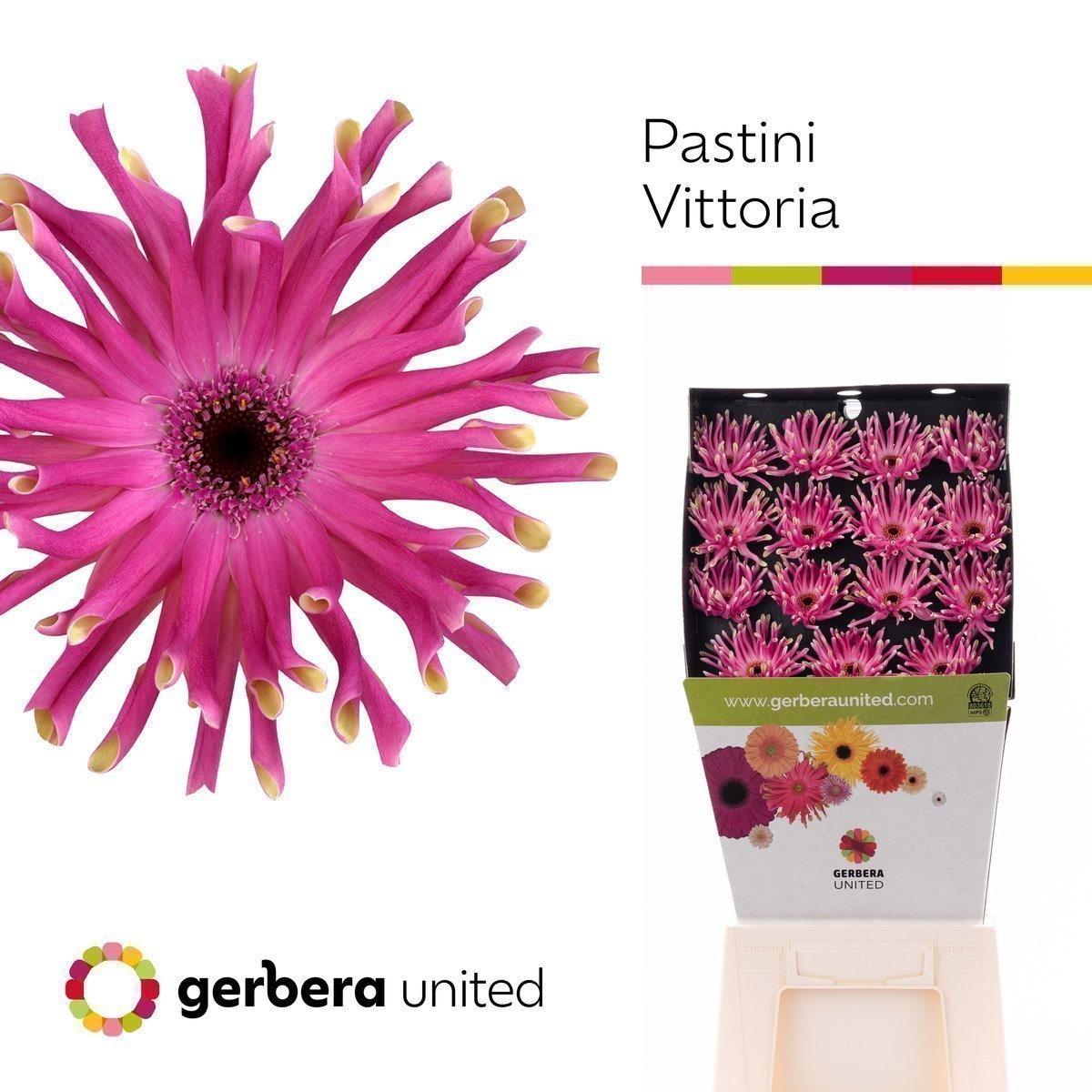 Срезанные цветы оптом Germini diamond pastini vittoria от 45шт из Голландии с доставкой по России
