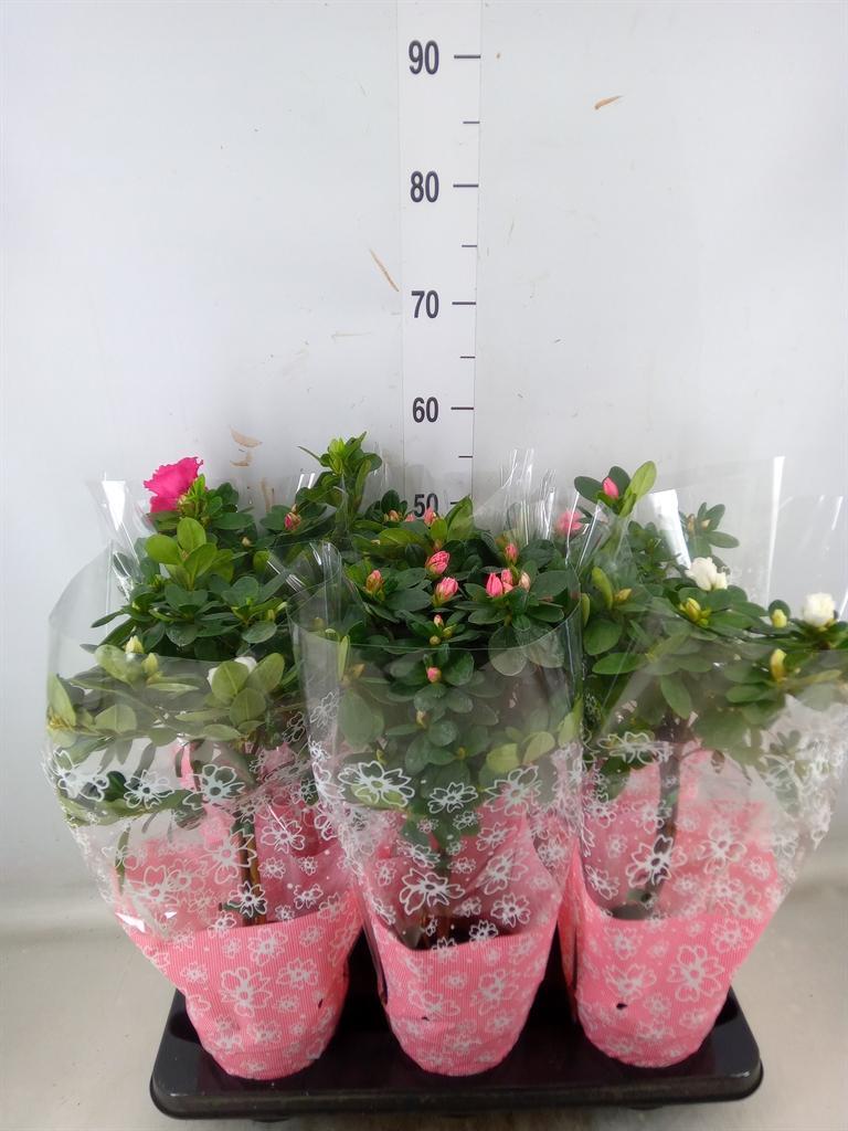 Горшечные цветы и растения оптом Rhododendron Sim.   ... от 6шт из Голландии с доставкой по России