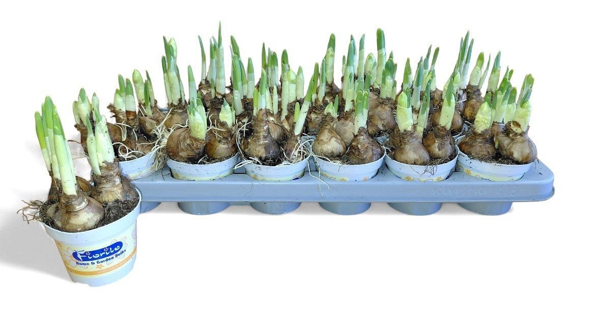 Горшечные цветы и растения оптом Narc D Bridal Crown от 18шт (для телеги) из Голландии с доставкой по России