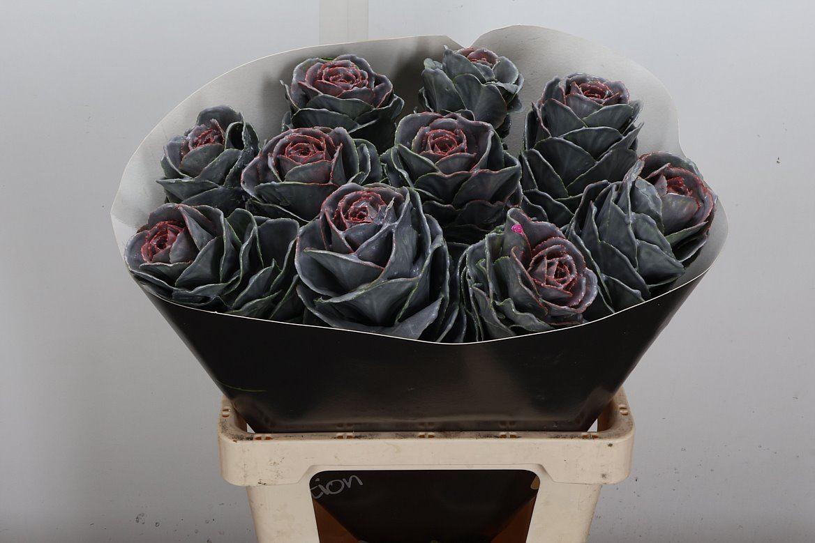 Срезанные цветы оптом Brassica wax classic silverado от 10шт из Голландии с доставкой по России