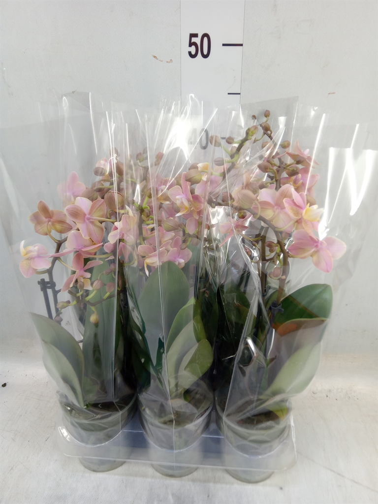 Горшечные цветы и растения оптом Phalaenopsis Multi.   ... от 6шт (для телеги) из Голландии с доставкой по России