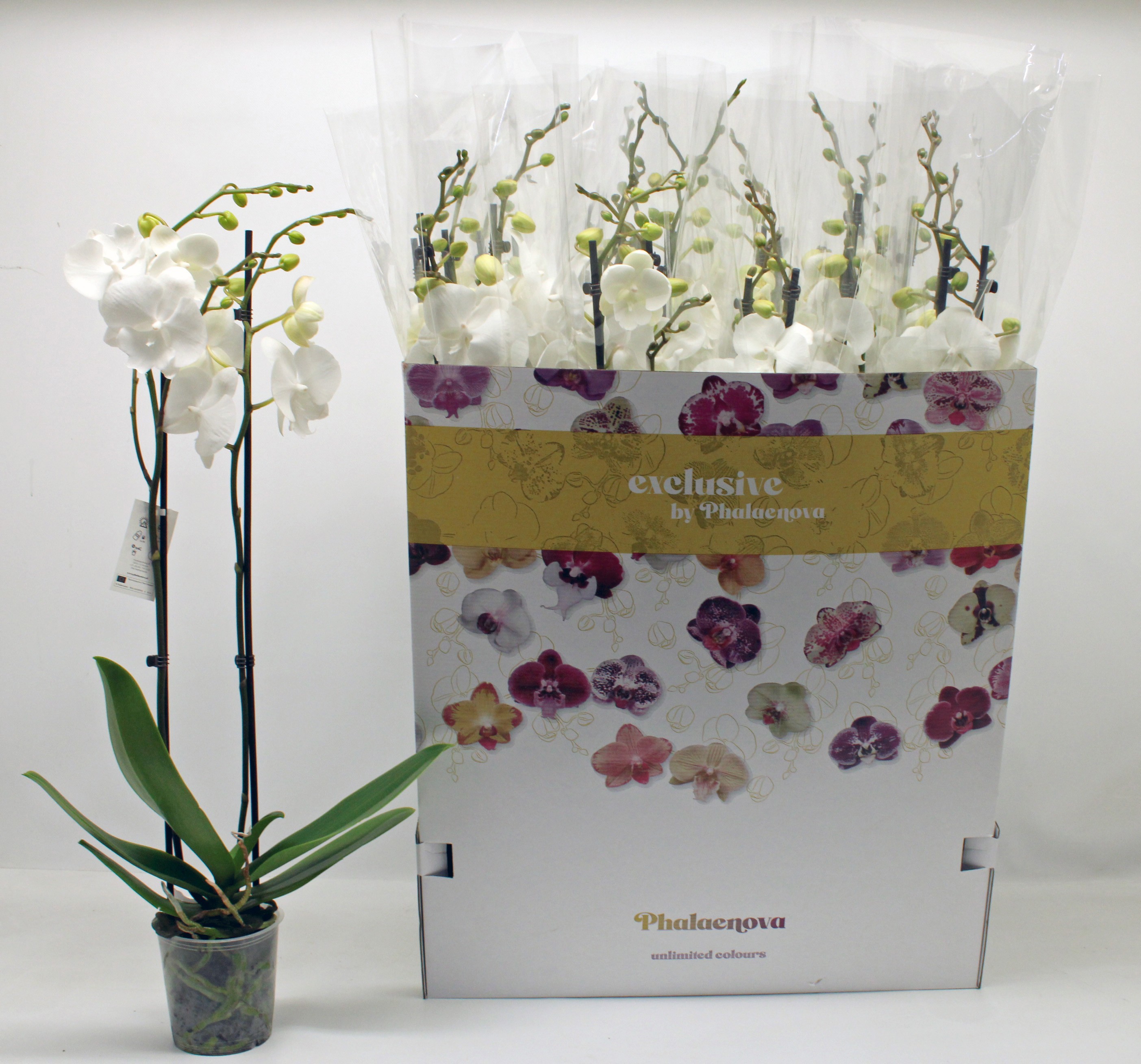 Горшечные цветы и растения оптом Phal Ov Wit от 12шт из Голландии с доставкой по России
