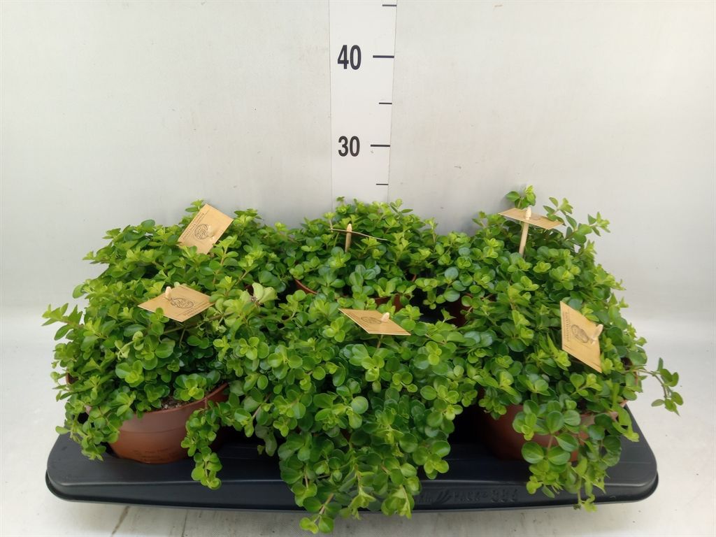 Горшечные цветы и растения оптом Peperomia Rotundifolia от 6шт из Голландии с доставкой по России