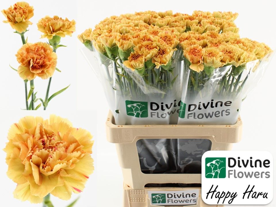 Срезанные цветы оптом Dianthus st happy haru от 80шт из Голландии с доставкой по России