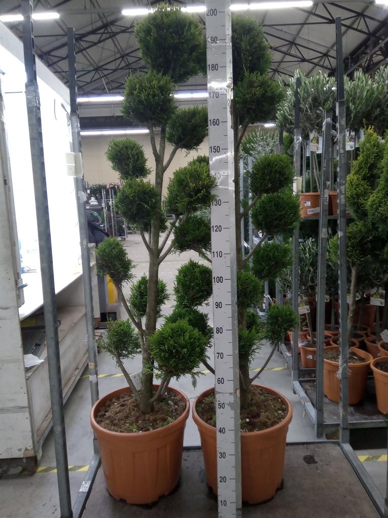 Горшечные цветы и растения оптом Xcupressocyparis Ley.   ... от 1шт из Голландии с доставкой по России