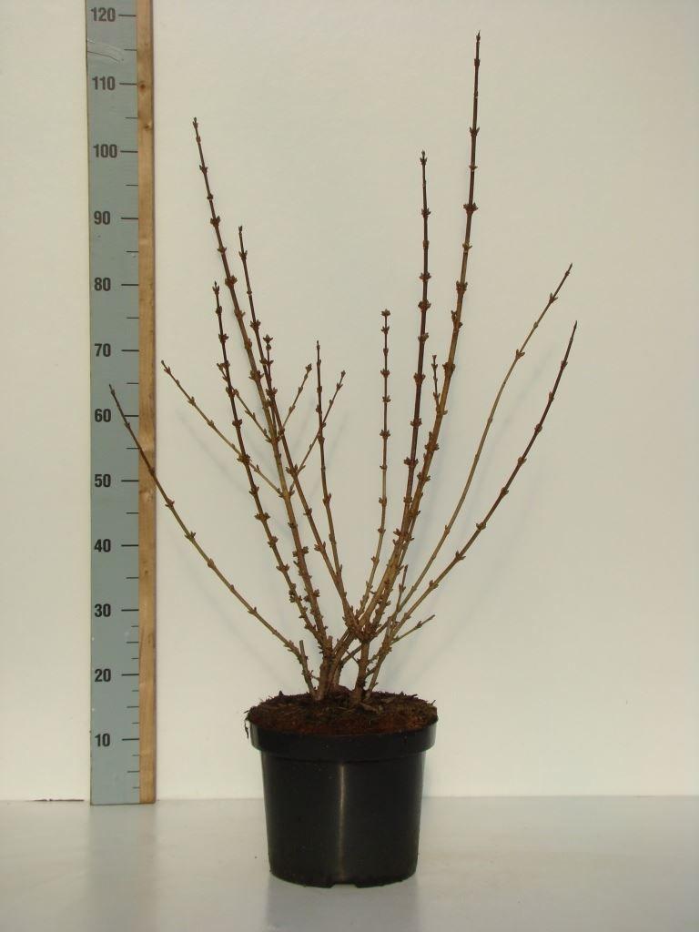 Горшечные цветы и растения оптом Forsythia Intermedia от 1шт из Голландии с доставкой по России