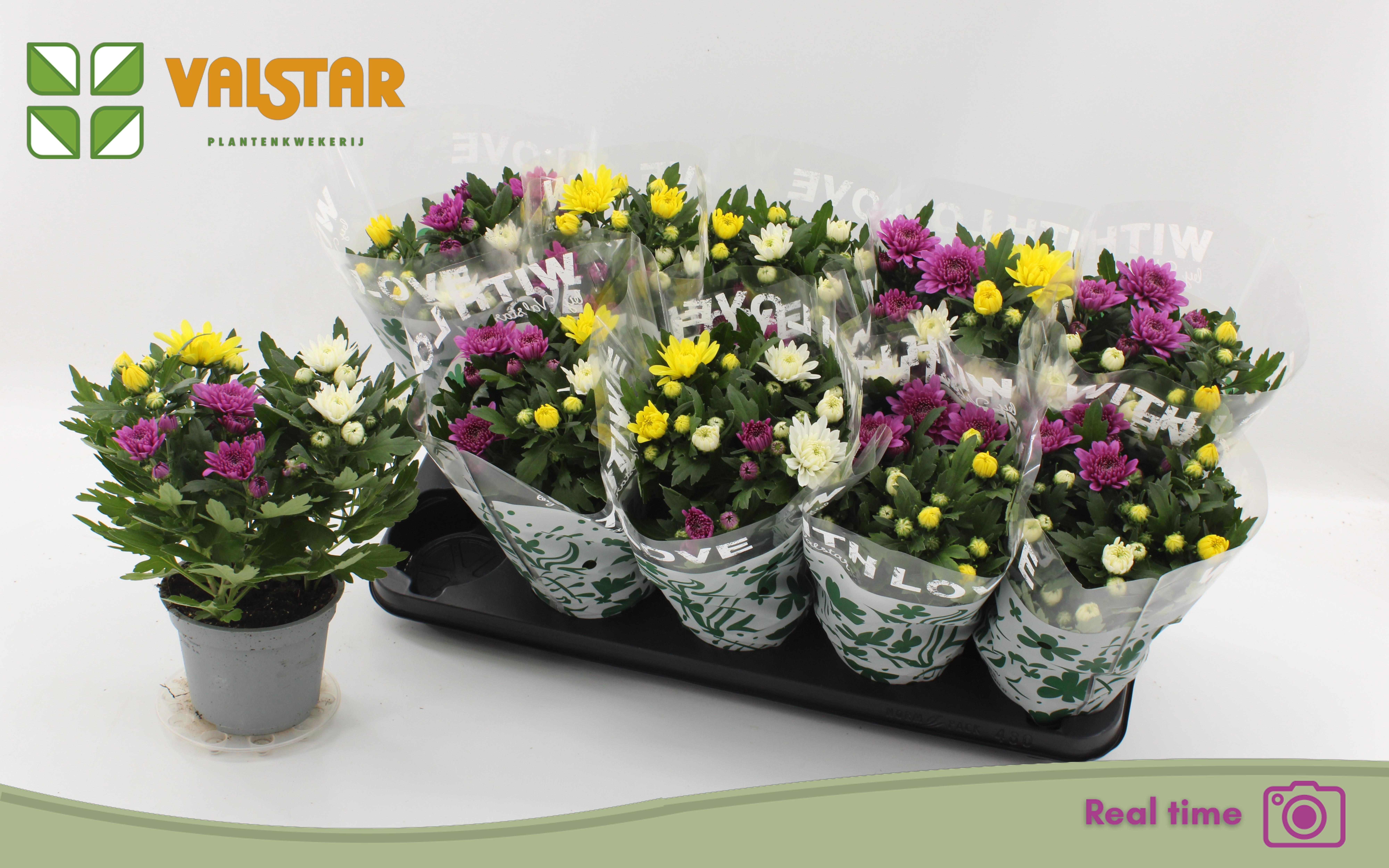 Горшечные цветы и растения оптом Chrys Da Vinc Gem Pt от 10шт из Голландии с доставкой по России