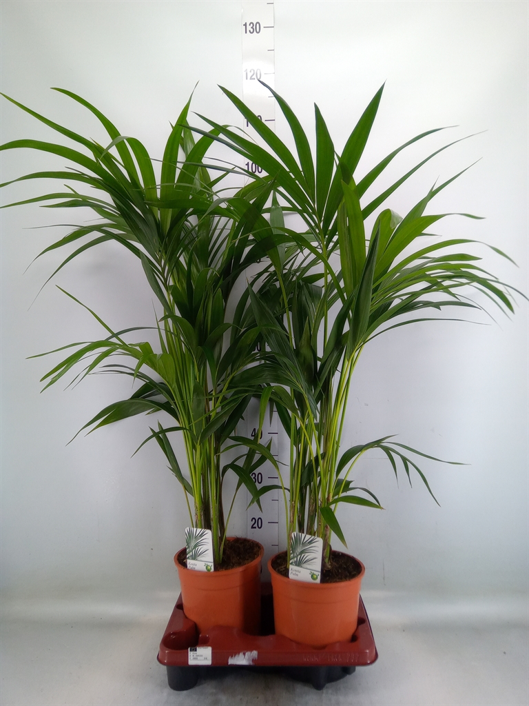 Горшечные цветы и растения оптом Howea Forsteriana от 2шт из Голландии с доставкой по России