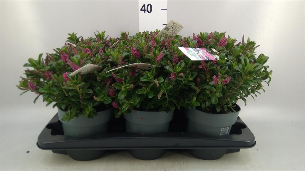 Горшечные цветы и растения оптом Gentiana Cultivars P10,5 Big Blue AA от 8шт из Голландии с доставкой по России