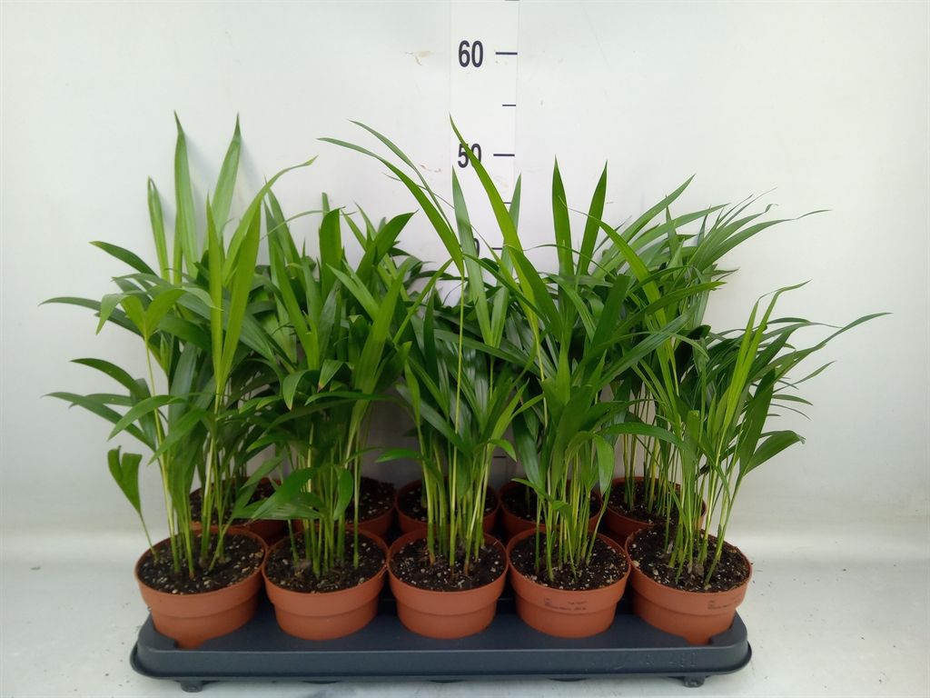 Горшечные цветы и растения оптом Dypsis Lutescens   ...chrysalidoca от 10шт из Голландии с доставкой по России