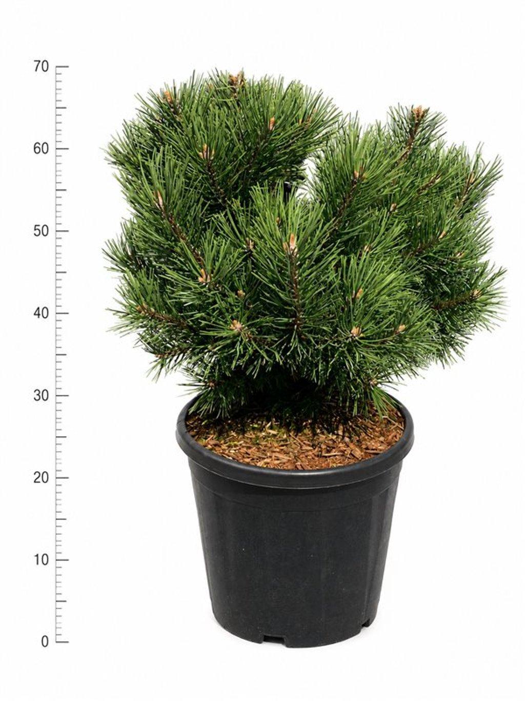 Горшечные цветы и растения оптом Pinus Mugo Gnom от 1шт из Голландии с доставкой по России