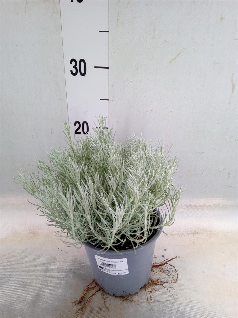 Горшечные цветы и растения оптом Helichrysum Italicum от 8шт из Голландии с доставкой по России