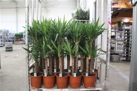 Горшечные цветы и растения оптом Yucca 75-45 Cm 2+ от 1шт из Голландии с доставкой по России