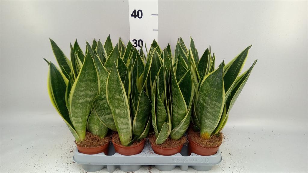Горшечные цветы и растения оптом Sansevieria Trifa. canary от 12шт (для телеги) из Голландии с доставкой по России
