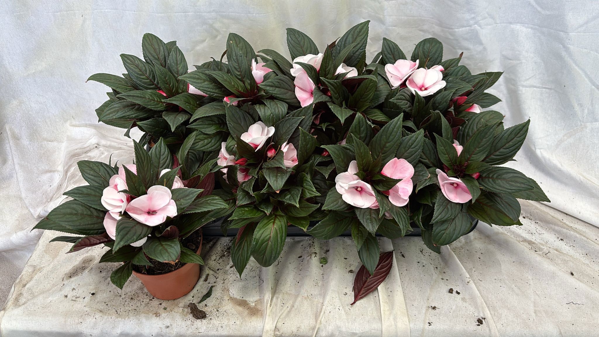 Горшечные цветы и растения оптом Impat White Pink Eye от 8шт из Голландии с доставкой по России