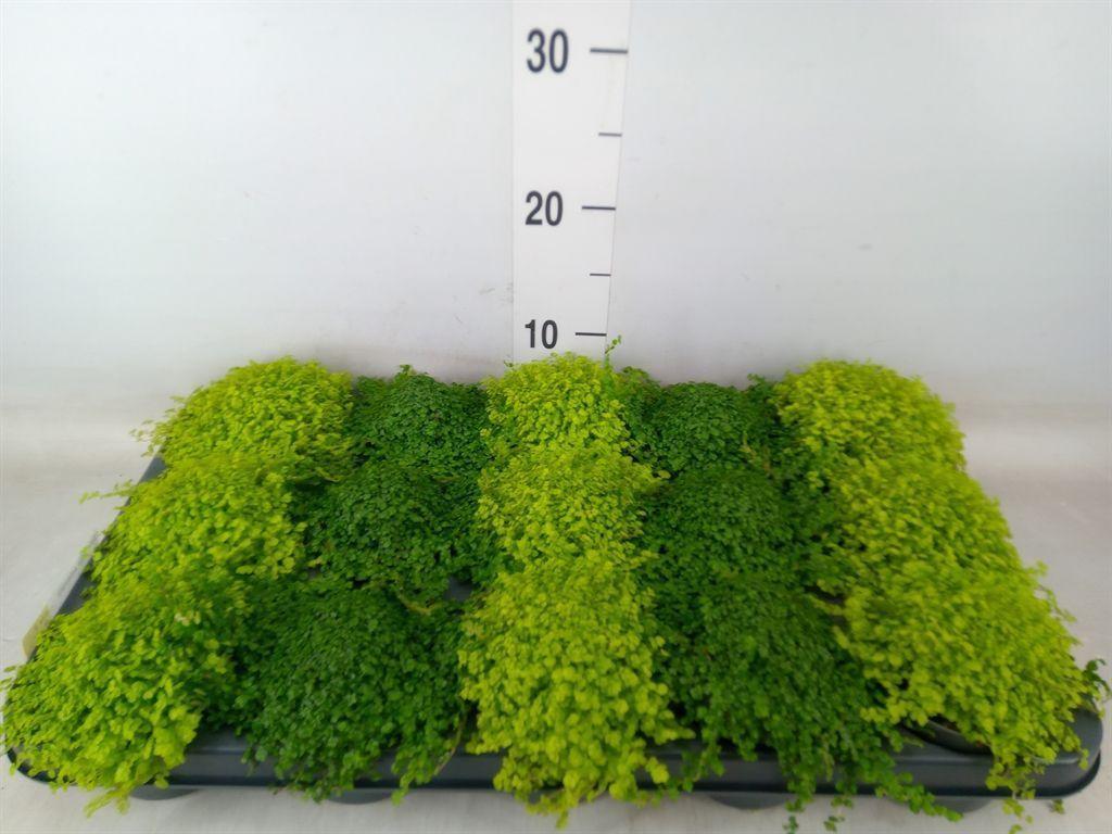 Горшечные цветы и растения оптом Soleirolia Soleirolii   ...mix 2 от 15шт (для телеги) из Голландии с доставкой по России