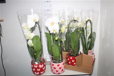 Горшечные цветы и растения оптом Phal Ov Wit Cascade 1 Branche 6+ от 5шт из Голландии с доставкой по России