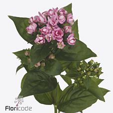 Срезанные цветы оптом Bouvardia do dark pink improved от 40шт из Голландии с доставкой по России