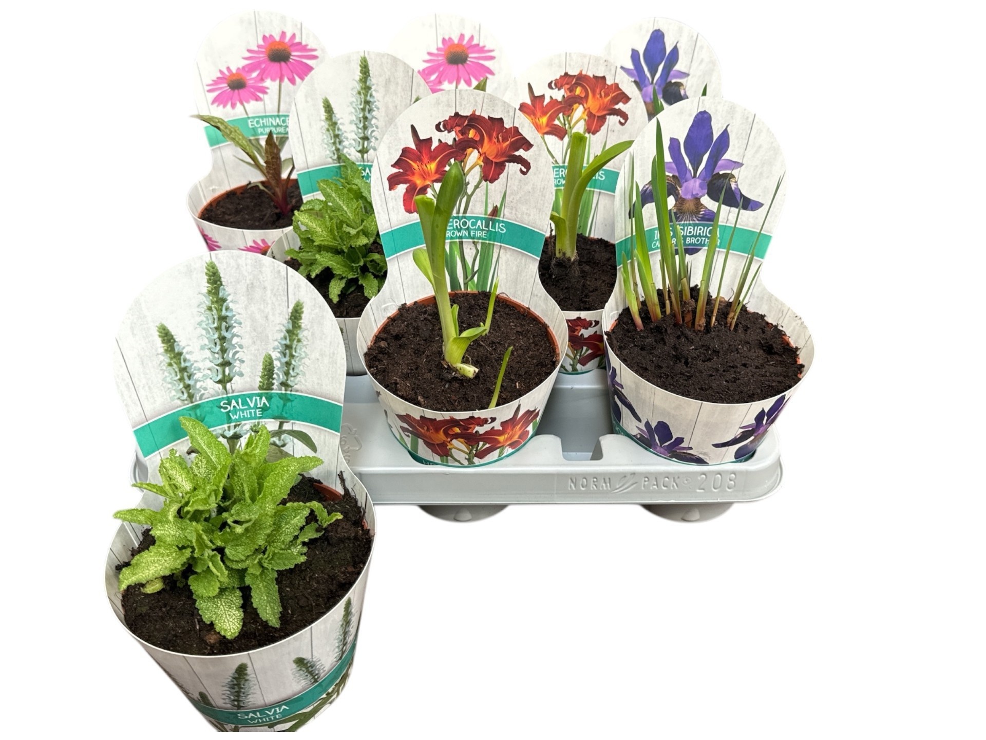 Горшечные цветы и растения оптом Vaste Planten Ov от 8шт из Голландии с доставкой по России