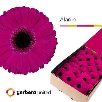 Срезанные цветы оптом Gerbera aladin от 50шт из Голландии с доставкой по России